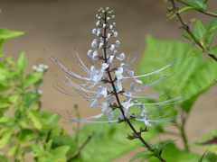 Orthosiphon aristatus