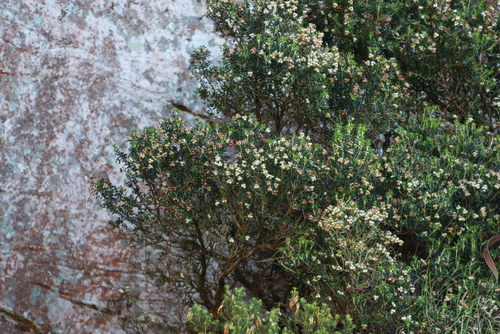 Image of Erica petiolaris by (c) Tony Rebelo, some rights reserved (CC BY-SA)