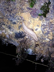 Meghimatium pictum