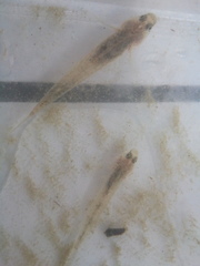 Pomatoschistus microps