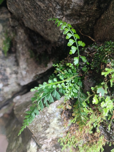 Asplenium yoshinagae iNat (2)