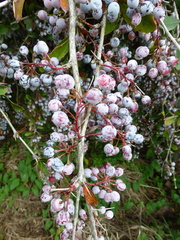 Berberis glaucocarpa