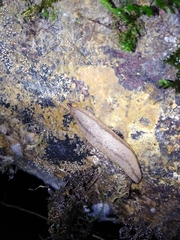 Meghimatium pictum