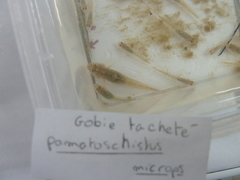 Pomatoschistus microps