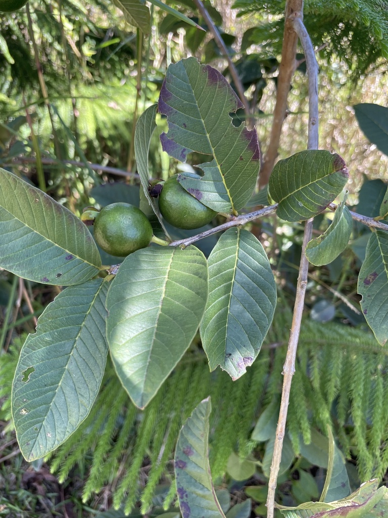 Common guava from Hawaiʻi, Captain Cook, HI, US on October 21, 2023 at ...