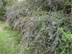 Berberis glaucocarpa