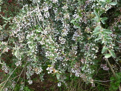 Berberis glaucocarpa