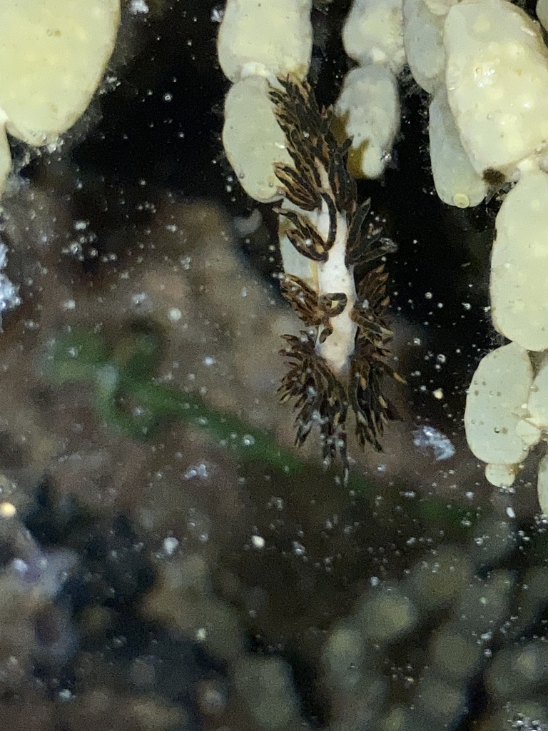 Burnaia helicochorda