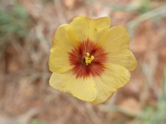 Linum berlandieri