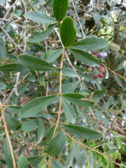 Berberis glaucocarpa