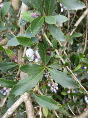 Berberis glaucocarpa