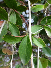 Berberis glaucocarpa