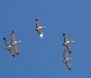 Sandhill Crane photographed in South Dakota
