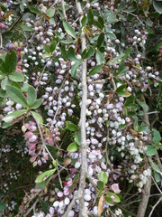 Berberis glaucocarpa
