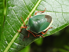 Edessa rufomarginata