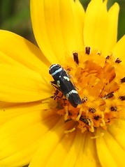 Macugonalia leucomelas