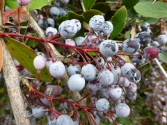 Berberis glaucocarpa