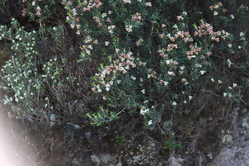 Image of Erica triflora by (c) Tony Rebelo, some rights reserved (CC BY-SA)
