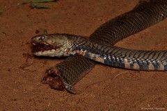 Naja mossambica
