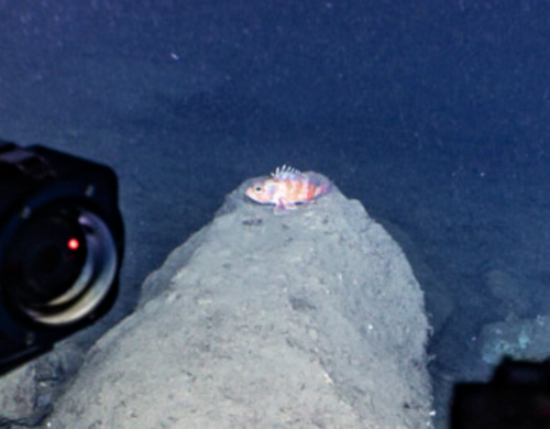 Photo of Bluemouth rockfish (Helicolenus dactylopterus)