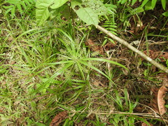 Cyperus meyenianus