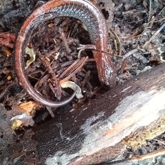 Plethodon cinereus image