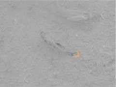 Poecilia mexicana