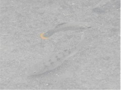 Poecilia mexicana