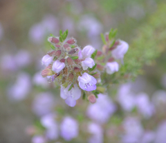 Conradina canescens image