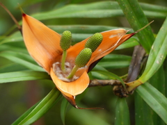 Freycinetia multiflora