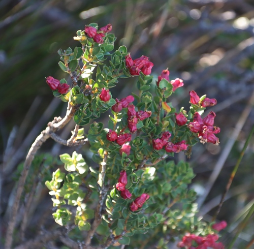 Image of Brachysiphon fucatus by (c) Tony Rebelo, some rights reserved (CC BY-SA)