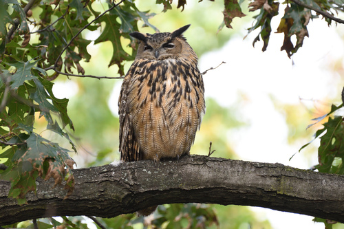 Eurasian Eagle-Owl, photo 4 of 10