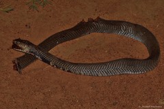 Naja mossambica