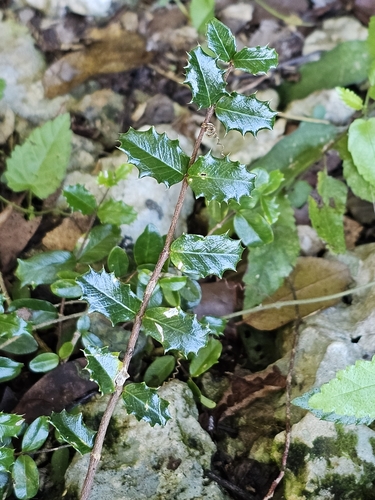 Malpighia coccigera