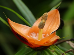 Freycinetia multiflora