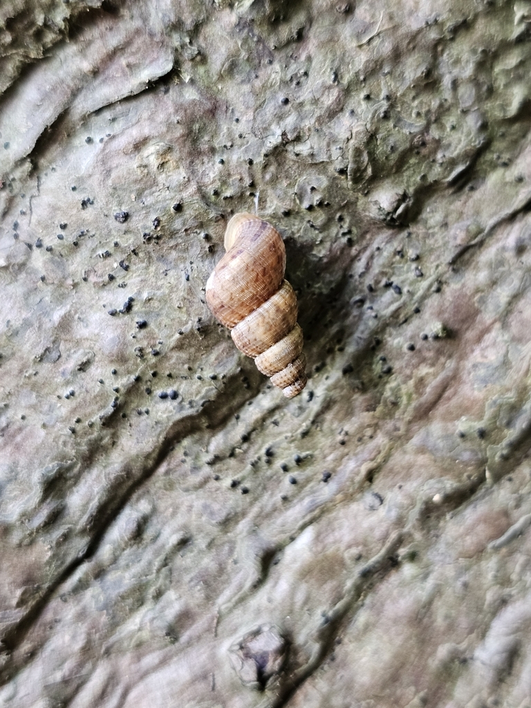 Diplopoma decussatum