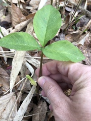 Arisaema triphyllum