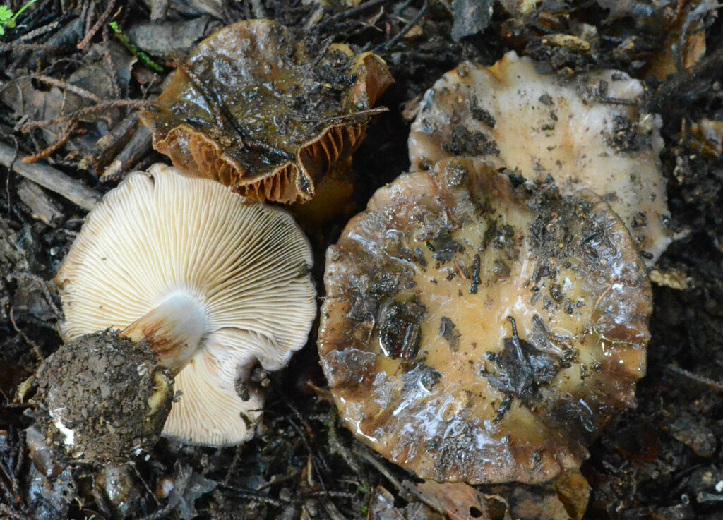 Phlegmacium pervariabile