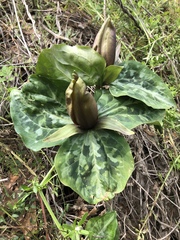 Trillium decipiens