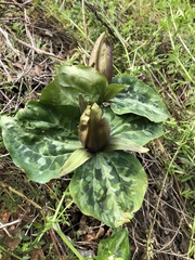 Trillium decipiens