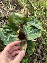 Trillium decipiens