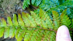 Polystichum polyblepharum