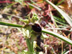 Ophrys melitensis