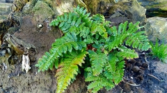 Polystichum polyblepharum