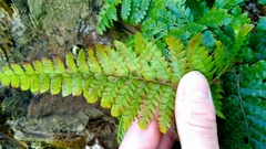 Polystichum polyblepharum