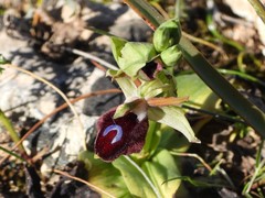Ophrys melitensis