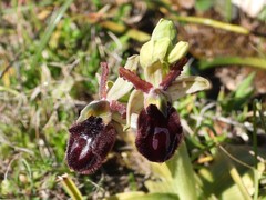Ophrys melitensis