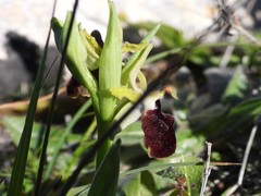 Ophrys melitensis