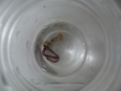 Candelabrum phrygium