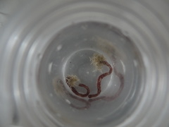 Candelabrum phrygium